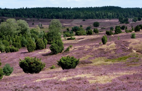 Ansøgningsrunder 2026